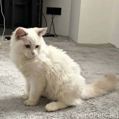 Пропал котенок