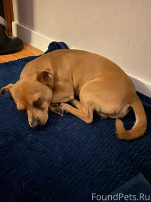 14 февраля примерно в 18:00 нашли собаку около магазина "Пятерочка" в д. Жуково.