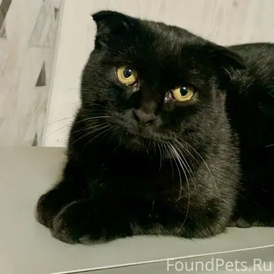 ПРОПАЛ ЧЕРНЫЙ ВИСЛОУХИЙ КОТ