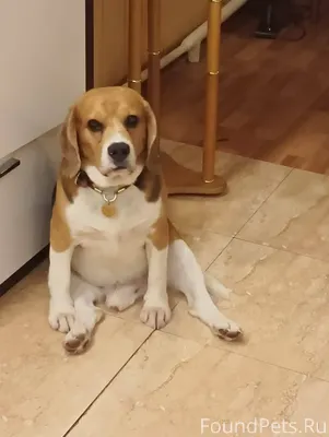 Пропал бигль, взрослый мальчик, коричневый, черный, белый окрас, потерялся в поселке Октябрьский