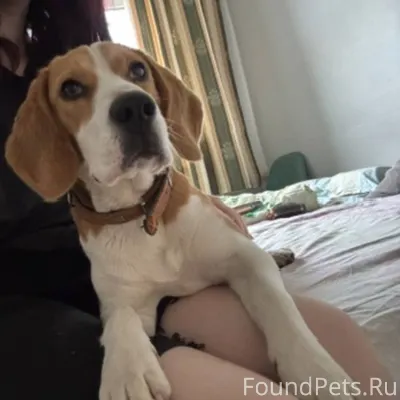 Пропала собака Бигль