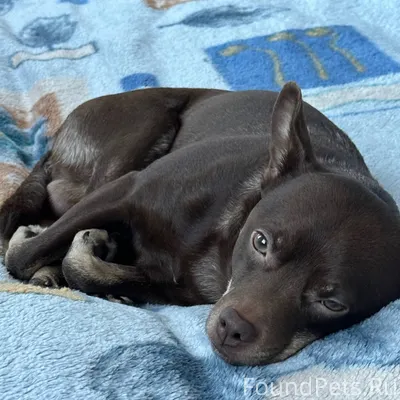 Пропала собака в районе восточного поселка