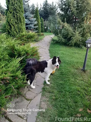 Пропала якутская лайка