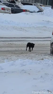 Потерялась собака!!!