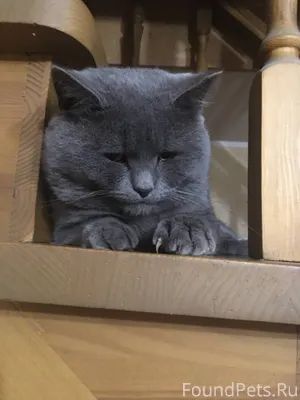 🆘Пропал кот🆘 Может находиться ...