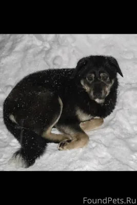 Найдёт пес (мальчик)в турбазе,...