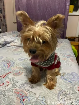 Найден Йорк возле доброцена, и...