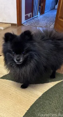 Найдена собачка. Шпиц, мальчик...