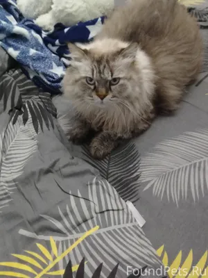 Пропал кот. В районе Коммуналь...