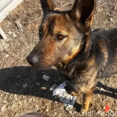 Пёс ждёт у дороги