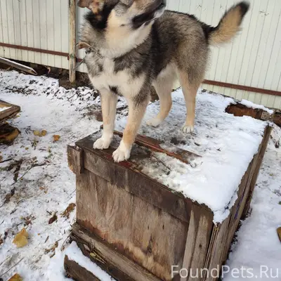 Здравствуйте пропала собака‼️‼...