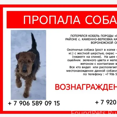 SOS!!!!!! У знакомых пропала с...