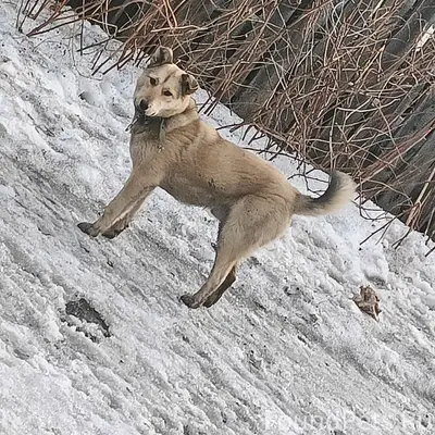 Пропала собака в районе Затона...