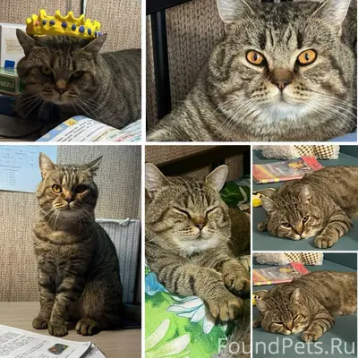 🆘💔 ПРОПАЛ КОТ 💔🆘 Две недели...