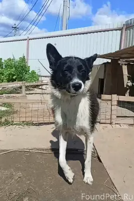 Пропала собака в районе Пешек ...