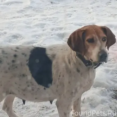 В с.Карманово, бегает собака, ...