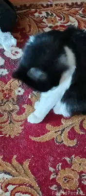 Пропал кот, чёрно-белый с окра...