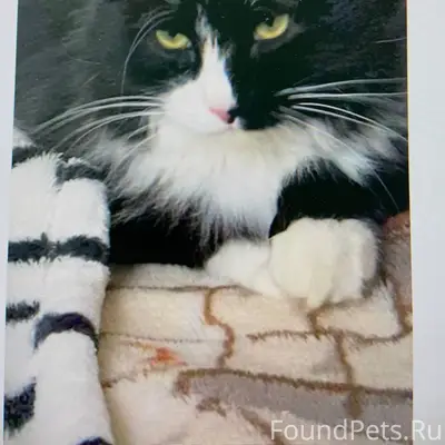 Пропал кот. Саратов, Заводской...