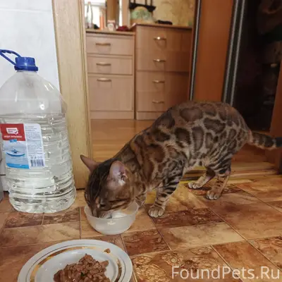 Найден кот в подвале дома по.....