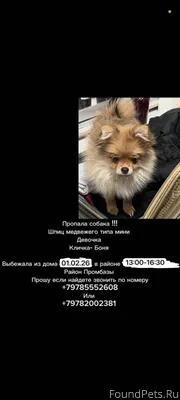 Ялта! Срочно! Пропала собака! ...