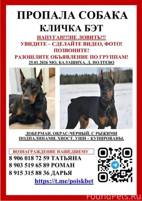 ⚠️ПРОПАЛА СОБАКА ДОБЕРМАН Поис...