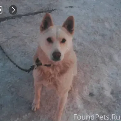 Пропал пёс породы лайка, убежа...