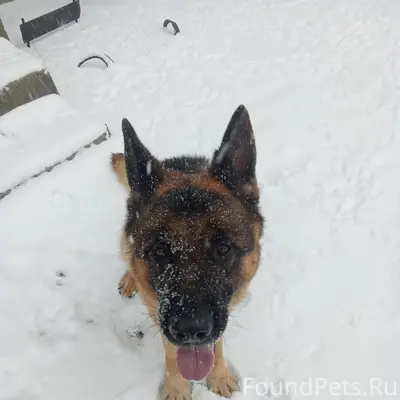 Замечен пёс на Чехова 154 а...