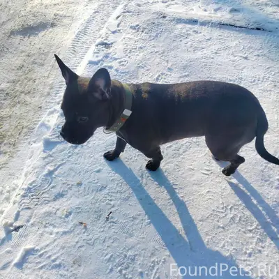 Кашира! Нашли девочку американ...