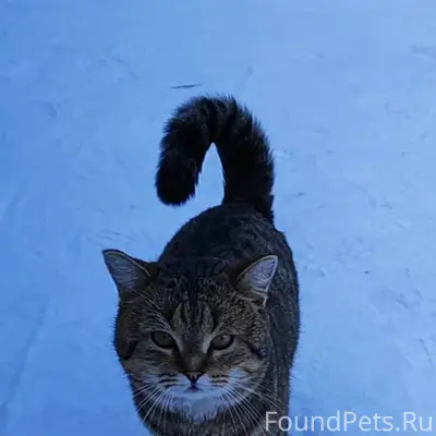 Доброго дня! Пропал кот пару д...