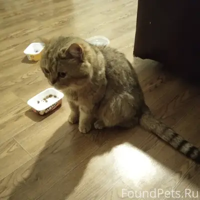 НАЙДЕН КОТ/КОШКА! Приютили вре...