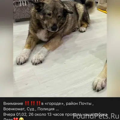 🚩Пропала НАША собака 🚩 Важна л...