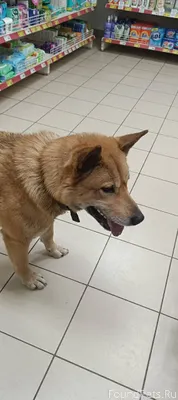 Собачка уже не первый день гре...