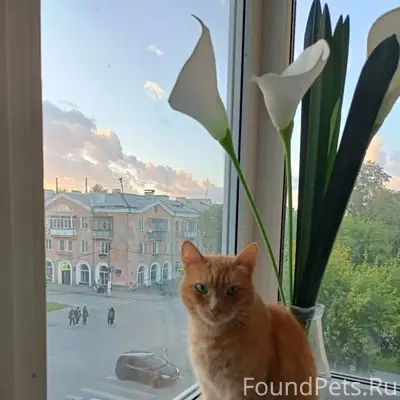 Пропал кот ,сегодня утром Цвил...