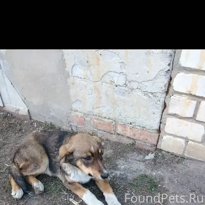 Пожалуста помогите найти собак...