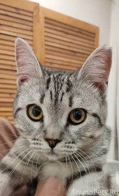 📍ул. Первомайская, с. Марусино...