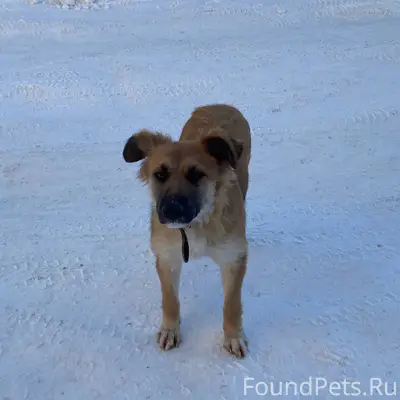 В Бессоновке бродит по рынку щ...