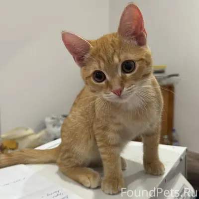 ПРОПАЛ КОТЁНОК! В районе телец...