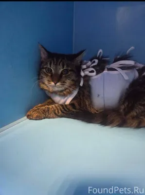 Стефания. Ласковая крошка 7 ме...