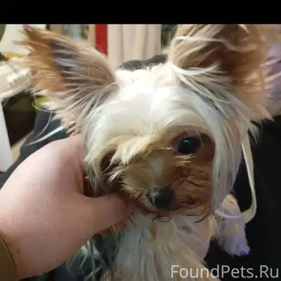 Найдена собака у дома по адрес...