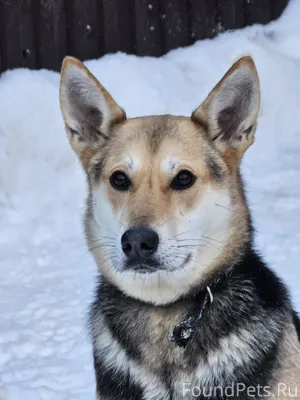 🐶Найде нужна семья, чтобы стат...
