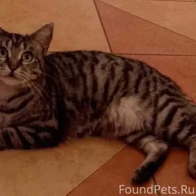 Пропала кошка Маруся! Серая, п...