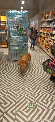 В районе ЖК " Вертикаль" бегае...