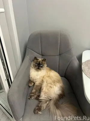 ПРОПАЛ КОТ ЛЕО! Помогите, пожа...