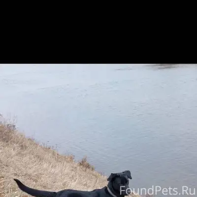 Пропала собака в районе Беломе...