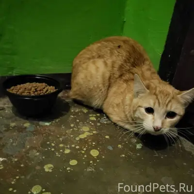 Дочка нашла котейку. Текстилей...