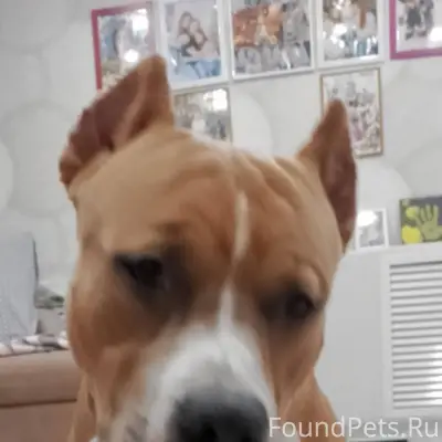 Пропал друг семьи. Дети плачут...