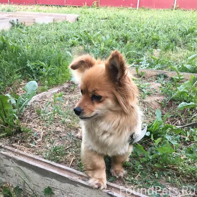 Потерялась собака, примерно в ...