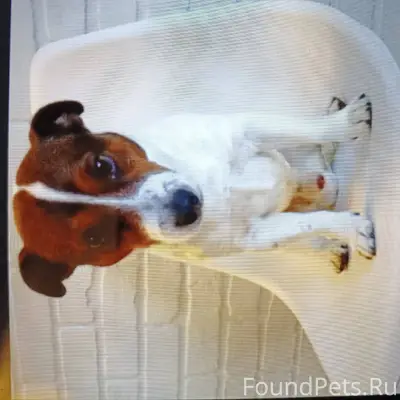 Пропала собака (мальчик) по кл...