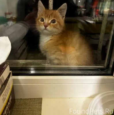 Добрый день Неделю назад пропа...