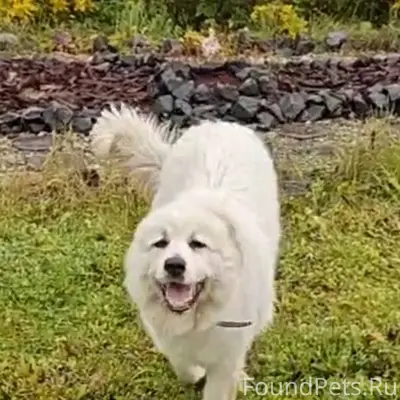 Потерялась собака по кличке Ма...